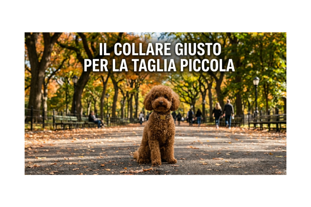 Collare per cani piccoli: come scegliere quello giusto (senza errori)