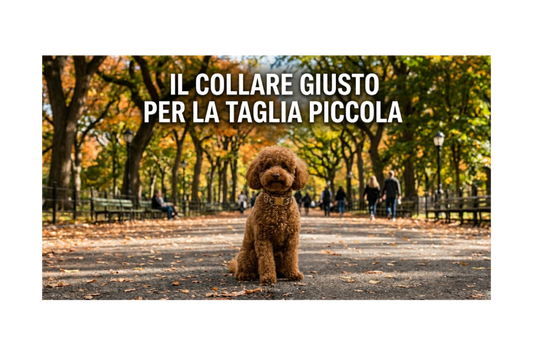 Collare per cani piccoli: come scegliere quello giusto (senza errori)