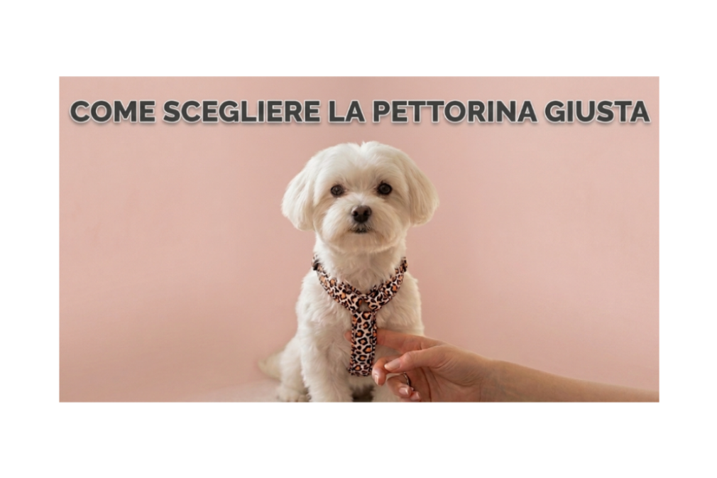 Come scegliere la pettorina giusta per un cane di piccola taglia