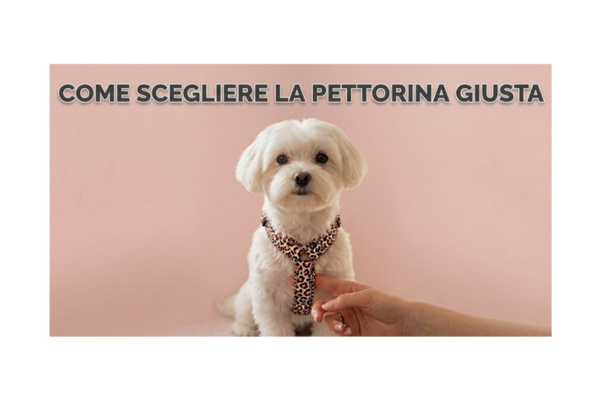 Come scegliere la pettorina giusta per un cane di piccola taglia