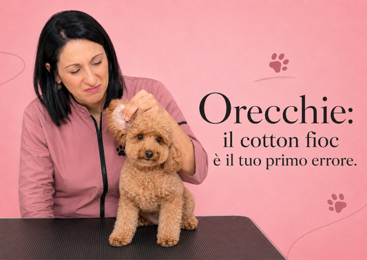 Orecchie del barboncino: come pulirle senza sbagliare