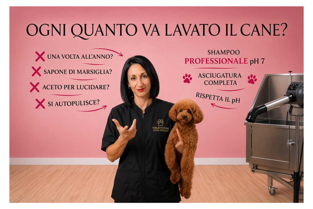 Ogni quanto va lavato il cane? La verità oltre i falsi miti
