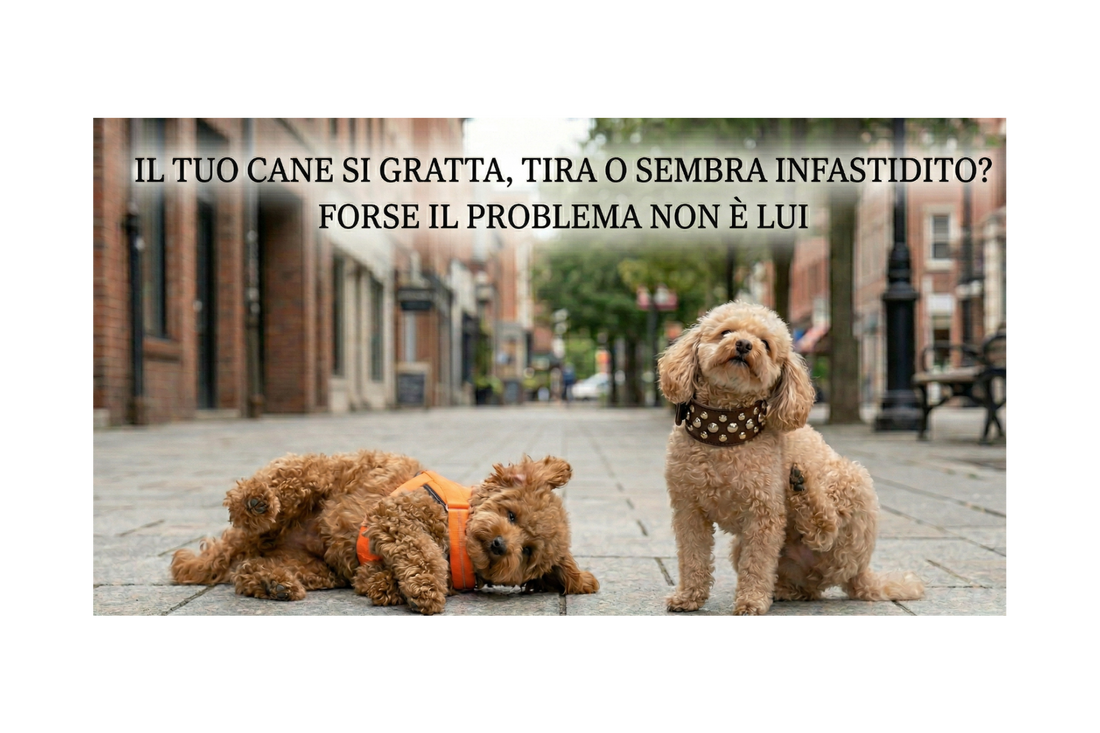 Il tuo cane si gratta, tira o sembra infastidito? Forse il problema non è lui
