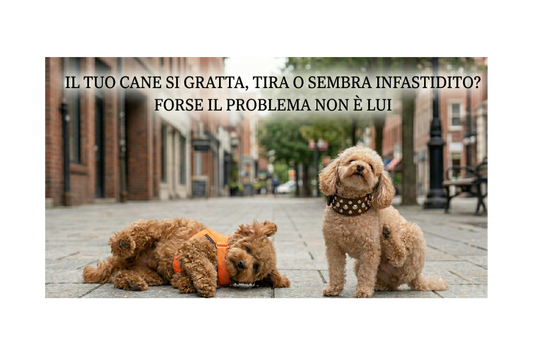 Il tuo cane si gratta, tira o sembra infastidito? Forse il problema non è lui