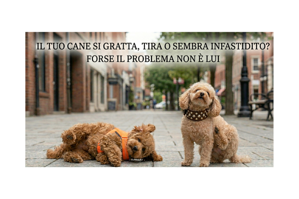 Il tuo cane si gratta, tira o sembra infastidito? Forse il problema non è lui