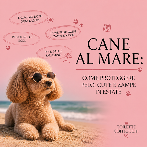 Cane al mare: come proteggere pelo, cute e zampe