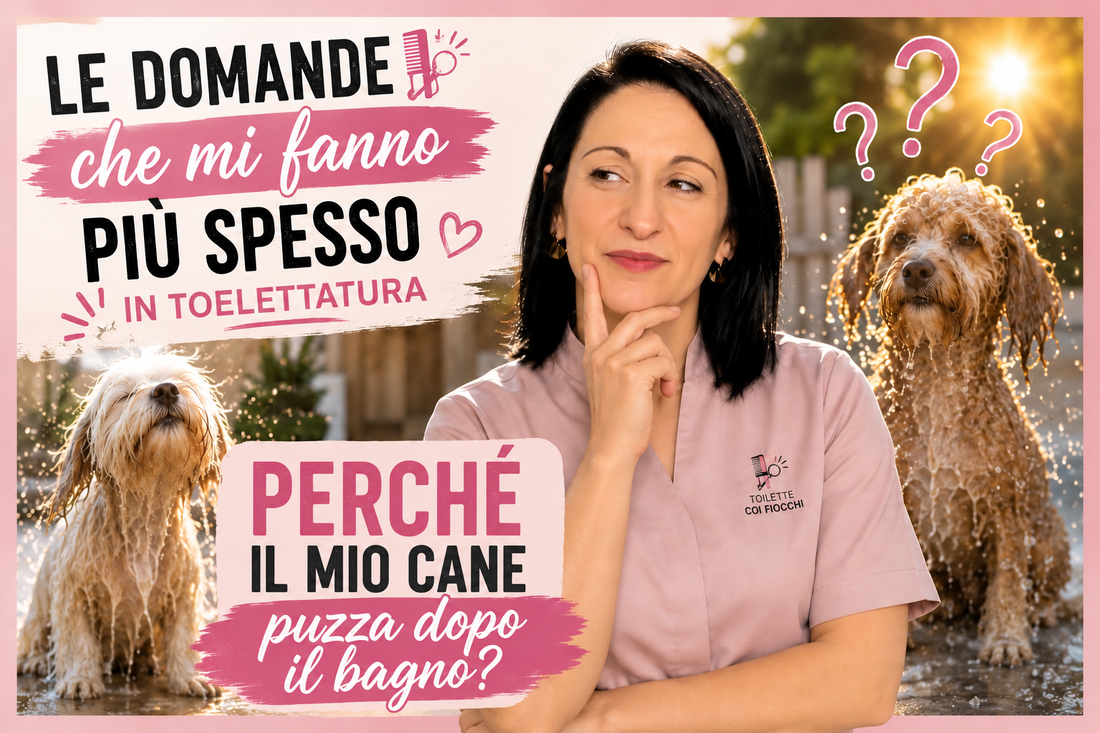 Perché il cane puzza dopo il bagno? Cause e soluzioni