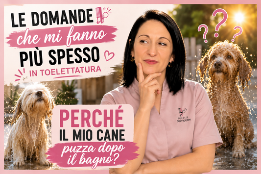 Perché il cane puzza dopo il bagno? Cause e soluzioni