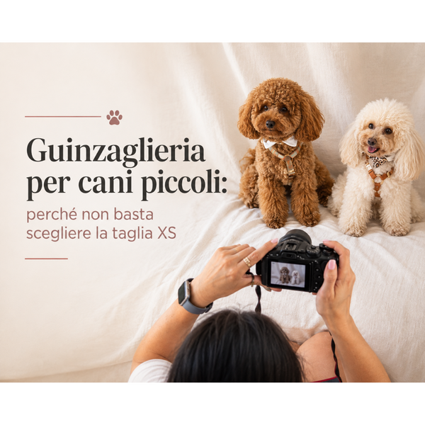 Guinzaglieria per cani piccoli: perché non basta scegliere la taglia XS