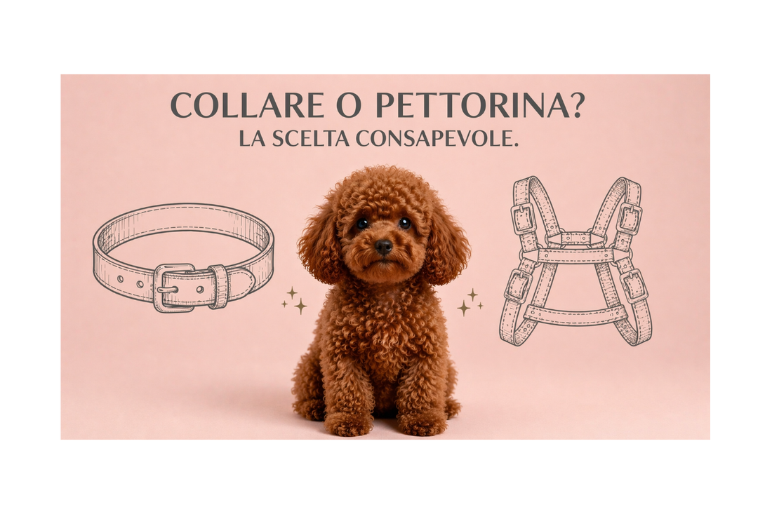 Collare o pettorina: quale scegliere per un cane di piccola taglia?