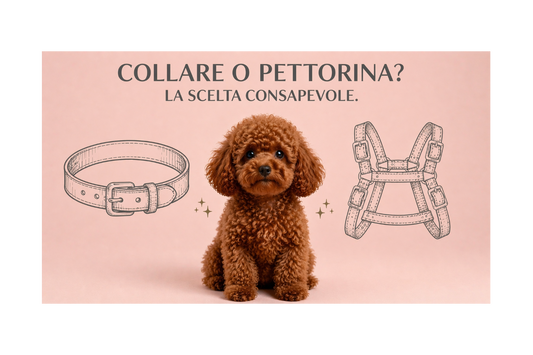 Collare o pettorina: quale scegliere per un cane di piccola taglia?