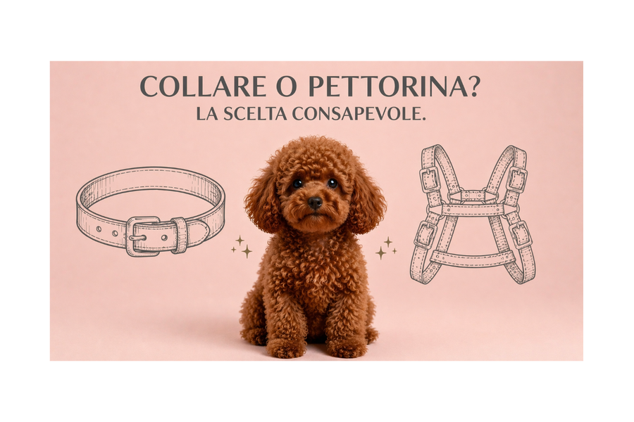 Collare o pettorina: quale scegliere per un cane di piccola taglia?