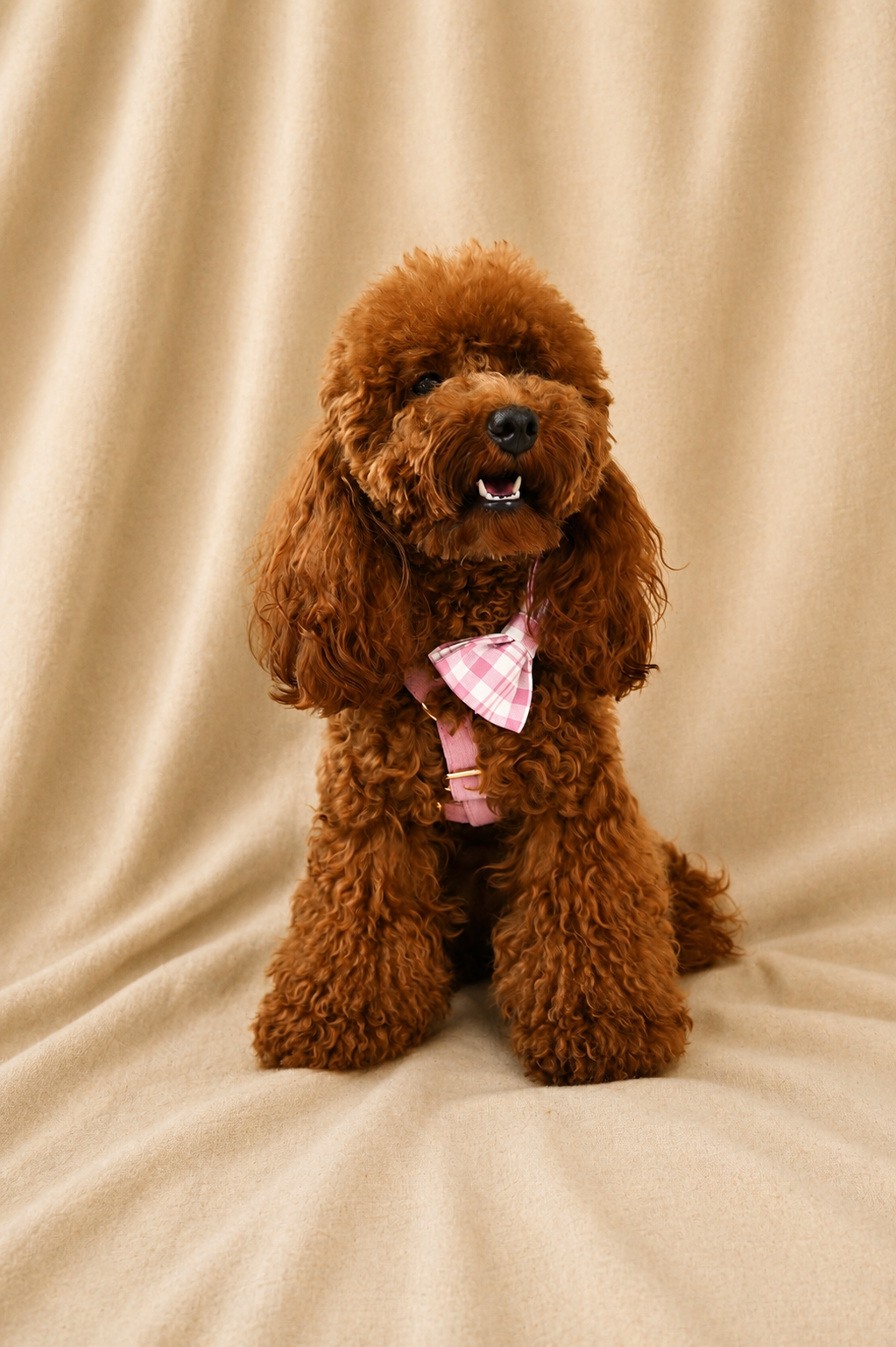 Essential Chic - Blush (Harness)